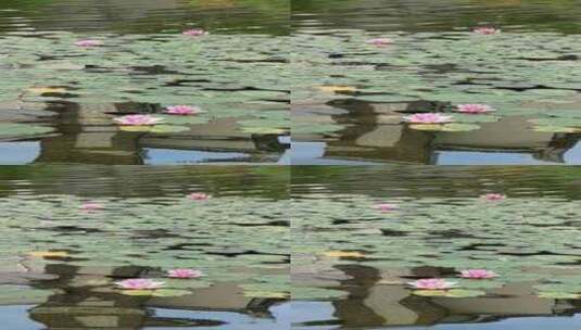 夏日池塘的莲花盛开高清在线视频素材下载