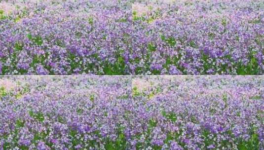 春天盛开的紫色二月兰花朵花丛花海高清在线视频素材下载