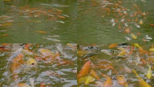 「有版权」原创水中的锦鲤合集4K高清在线视频素材下载