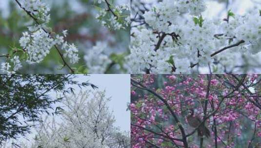 春天鲜花梨花桃花桃花素材高清在线视频素材下载