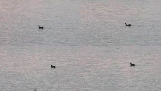美丽湖水 水鸟游泳 美丽波纹高清在线视频素材下载
