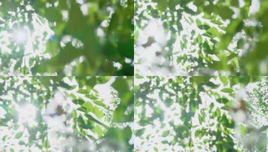 阳光 树叶高清在线视频素材下载