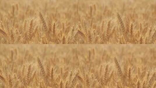 丰收的小麦金黄的麦穗高清在线视频素材下载