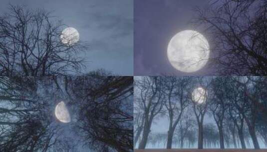 漆黑阴森的森林里升起月亮高清在线视频素材下载