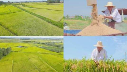 稻田稻谷 大米 粮食 收获高清在线视频素材下载