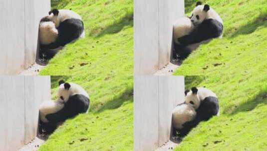 可爱的大熊猫母子抱在一起甜美时光亲子萌宠高清在线视频素材下载