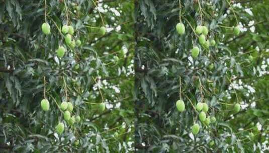 树上未成熟的芒果实拍高清在线视频素材下载