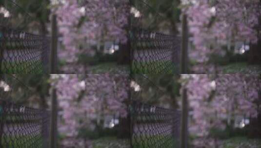 鲜花，栅栏，花朵，粉色高清在线视频素材下载
