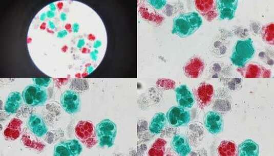轮虫装片显微镜放大高清在线视频素材下载