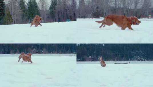 狗，金毛猎犬，玩耍，雪高清在线视频素材下载