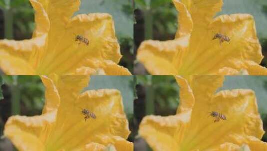 蜜蜂在南瓜花间飞舞的慢动作特写高清在线视频素材下载