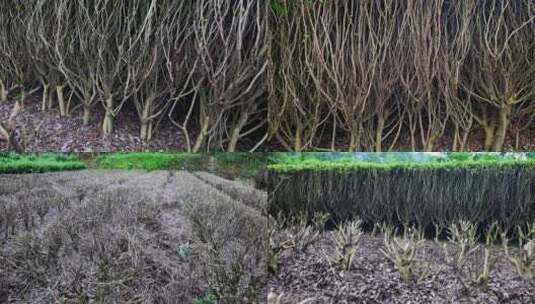 合集茶林茶叶管理台刈茶田茶园种植基地高清在线视频素材下载