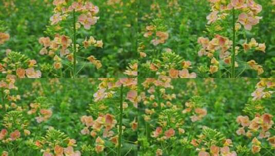 油菜花春天油菜花海油菜花田菜花花海高清在线视频素材下载