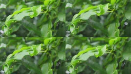 下雨天桂花树金桂八月桂花植物水滴升格高清在线视频素材下载