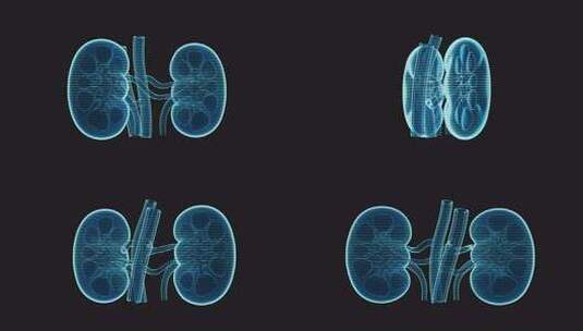 具有全息图像效果的肾脏，3d渲染。高清在线视频素材下载