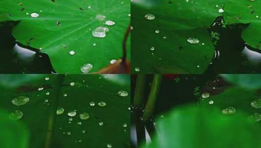 雨后荷叶上的露水珠高清在线视频素材下载