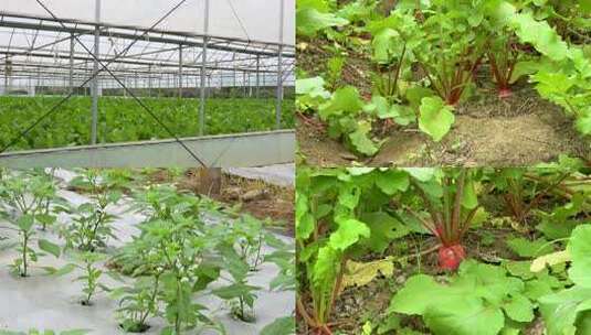 温室大棚内蔬菜种植景象高清在线视频素材下载