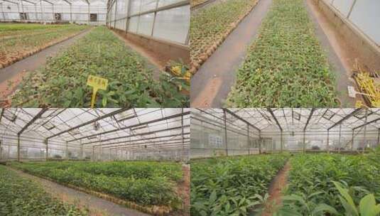 绿色植物 赤皮青冈 青冈栎 木荷 大棚养殖高清在线视频素材下载