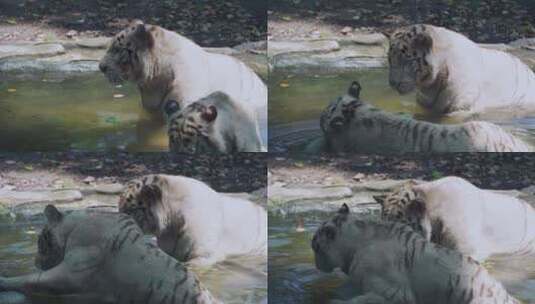 动物园白虎高清在线视频素材下载