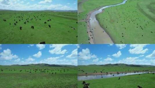 航拍草原牛羊成群素材高清在线视频素材下载