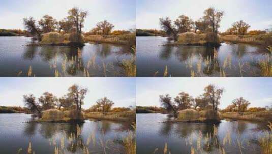 秋天新疆金色胡杨林，湖水边的胡杨树和芦苇高清在线视频素材下载