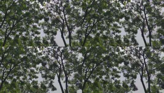 风吹树枝树叶植物实拍高清在线视频素材下载