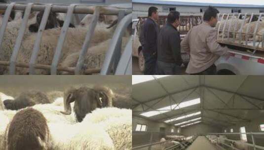活羊交易市场高清在线视频素材下载