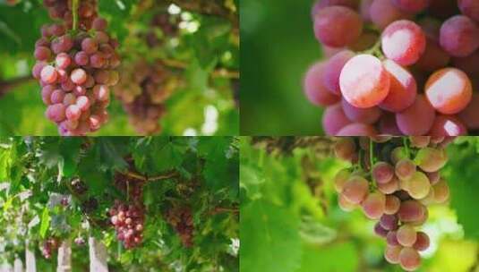 成熟的红提、葡萄、葡萄树上挂满丰收的葡萄高清在线视频素材下载