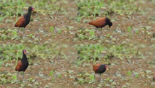 褐色和黑色的羽毛羽状的雅卡那鸟以它又长又瘦的毛站在泥潭里一动不动高清在线视频素材下载