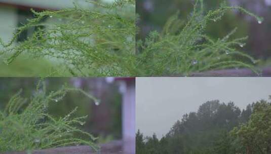 雨天小草上水珠高清在线视频素材下载