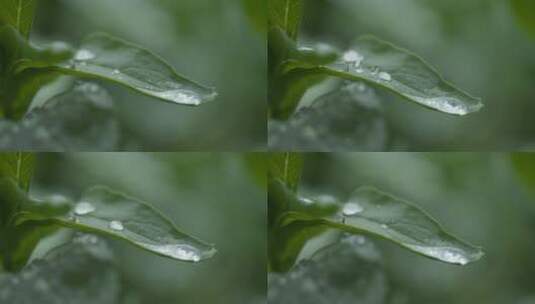阴天下雨水滴水珠辣椒树叶高清在线视频素材下载