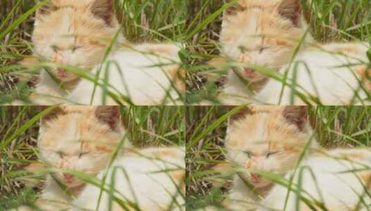 春天草丛中一只未成年猫咪高清在线视频素材下载