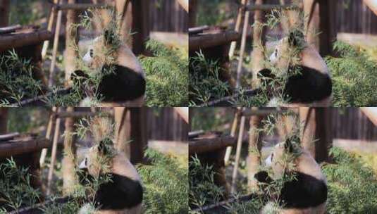 杭州动物园大熊猫香果吃竹子8K实拍高清在线视频素材下载