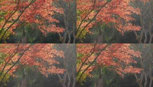 秋天的红枫叶高清在线视频素材下载