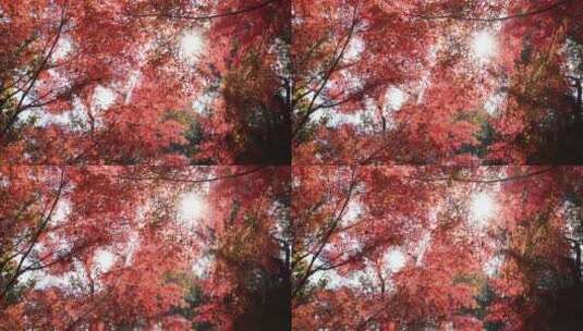 杭州九溪阳光穿透树叶 唯美红叶红枫光影高清在线视频素材下载