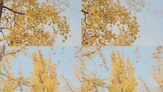 晚秋初冬的银杏叶高清在线视频素材下载