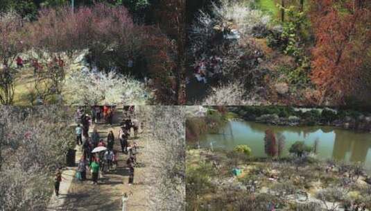 广州萝岗香雪公园梅花盛开航拍高清4K视频高清在线视频素材下载