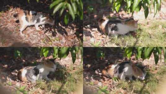 在树荫下晒太阳的三花猫高清在线视频素材下载