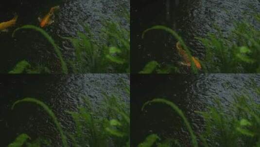 雨中鱼池锦鲤实拍高清在线视频素材下载