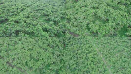 水蜜桃种植基地高清在线视频素材下载