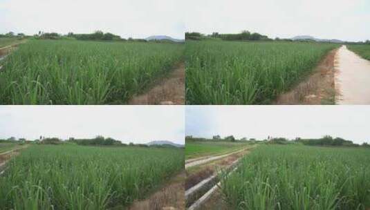 甘蔗 甘蔗植物 幼苗高清在线视频素材下载