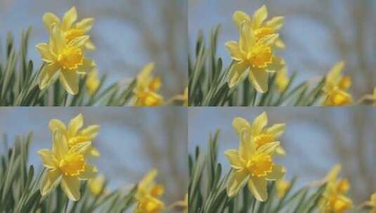 开放的黄色水仙花高清在线视频素材下载