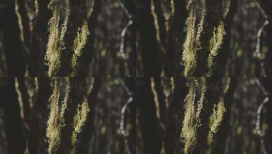 树木树干青苔须条高清在线视频素材下载