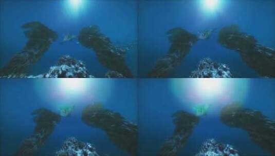 曼塔·雷游过珊瑚礁高清在线视频素材下载