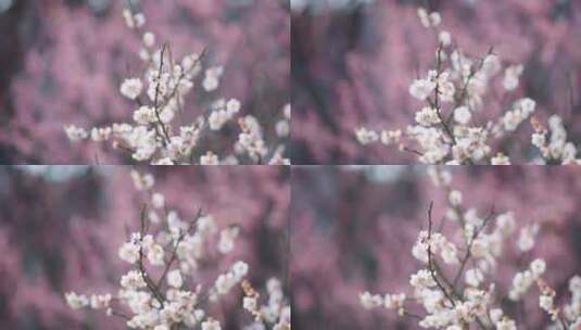 春天鲜花盛开勃勃生机画面高清在线视频素材下载