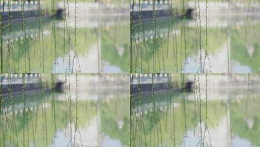 春季翠绿的杨柳高清在线视频素材下载