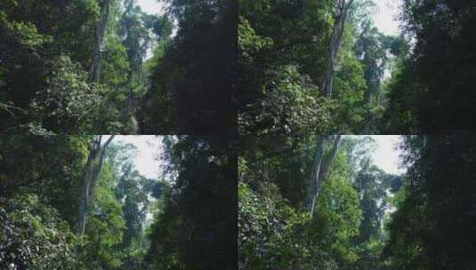 原始森林的深处高清在线视频素材下载