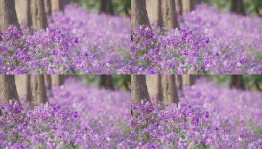 郊野公园紫色鲜花盛开高清在线视频素材下载