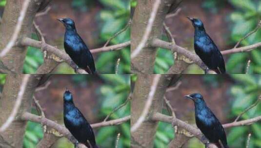 雄性红翅八哥，有光滑的黑色羽毛，栖息在树高清在线视频素材下载