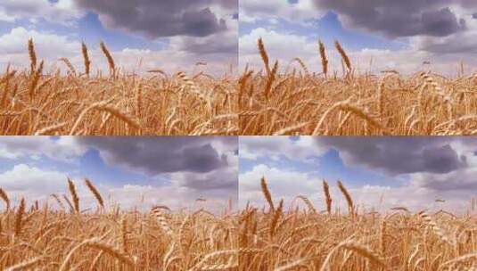 成熟的小麦随风摇摆高清在线视频素材下载